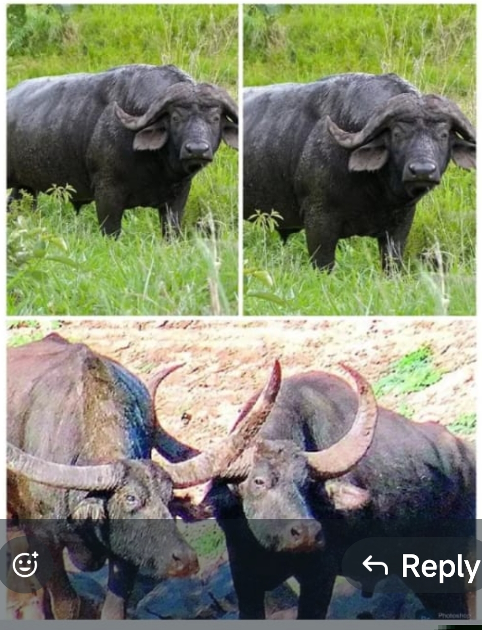 कमलापुर येथे रानम्हशींचे अभयारण्य तयार होणार