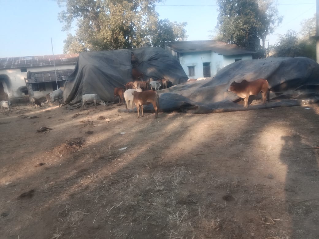 आविस च्या खरेदी केलेल्या धानाची नासाडी गुरेढोरे खातात धान ,याला जबाबदार कोण ?