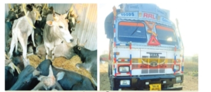 ✴️कत्तली साठी नेत असलेले जनावर मुक्त पोलिसांच्या दोन कारवाईत जनावरांच्या ट्रक व कंटेनर पकडले