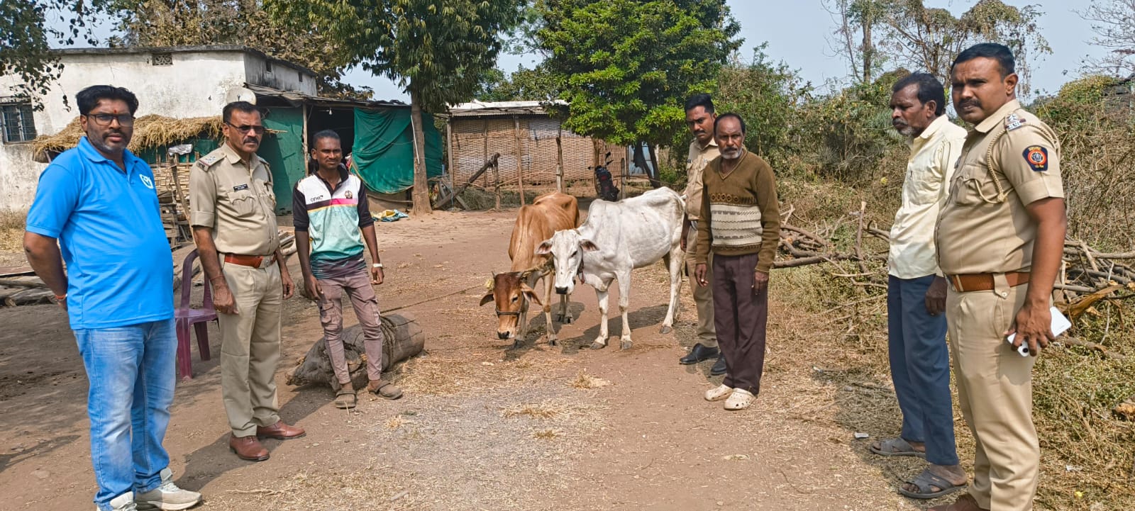 तीन पिकअप मधून सात गोवंश तेलंगणा तील कत्तलखान्याकडे