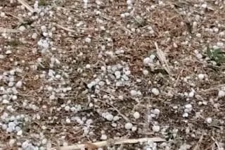 निलंगा तालुक्यातील सरवडी, मुदगड, एकोजी, हाडोळी येथे अवकाळी पावसासह गारपीट;