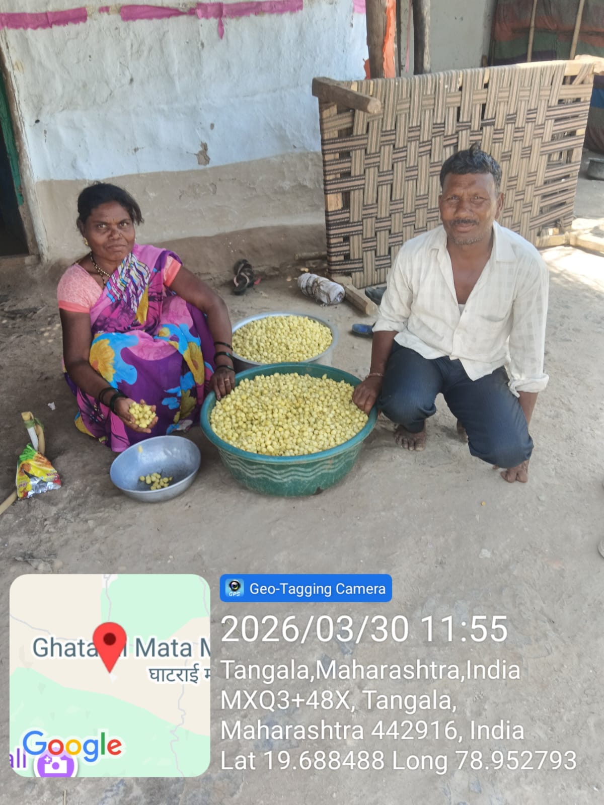 जंगल क्षेत्रात मोहफूल हंगाम सुरू अकाली पावसाचा फटका