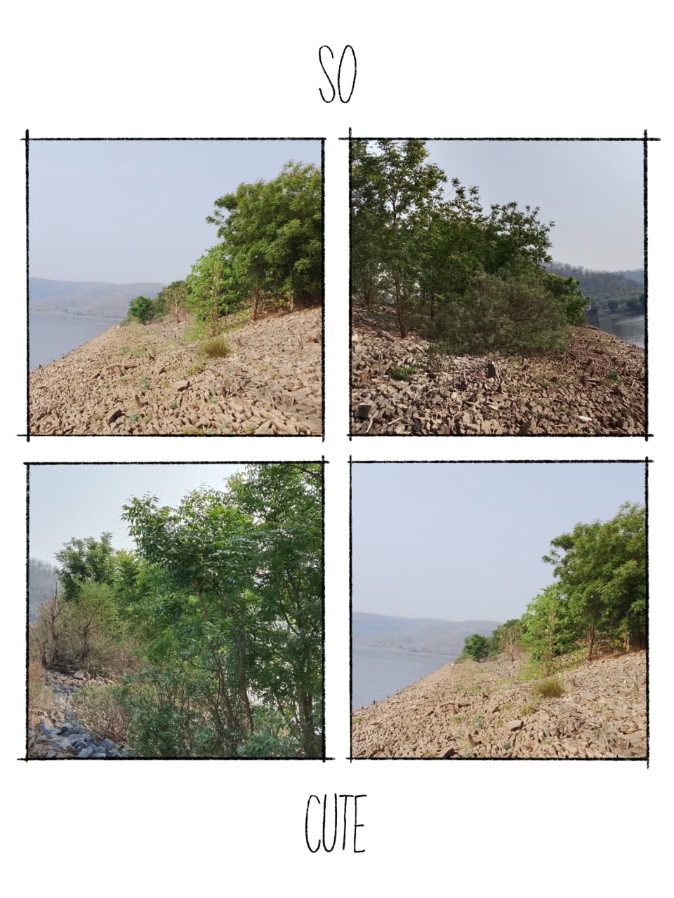 पकडीगडम जलाशयाची मुख्य भिंत झाडे झुडपानी वेढली दगडी पिचिंग धोक्यात