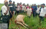 टेकाडी दिक्षीतमध्ये वाघाचा हल्ला