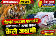 पोर्लाचे भाऊराव म्हशाखेत्री यांना वाघाने हल्ला करून केले जखमी