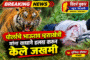 पोर्लाचे भाऊराव म्हशाखेत्री यांना वाघाने हल्ला करून केले जखमी